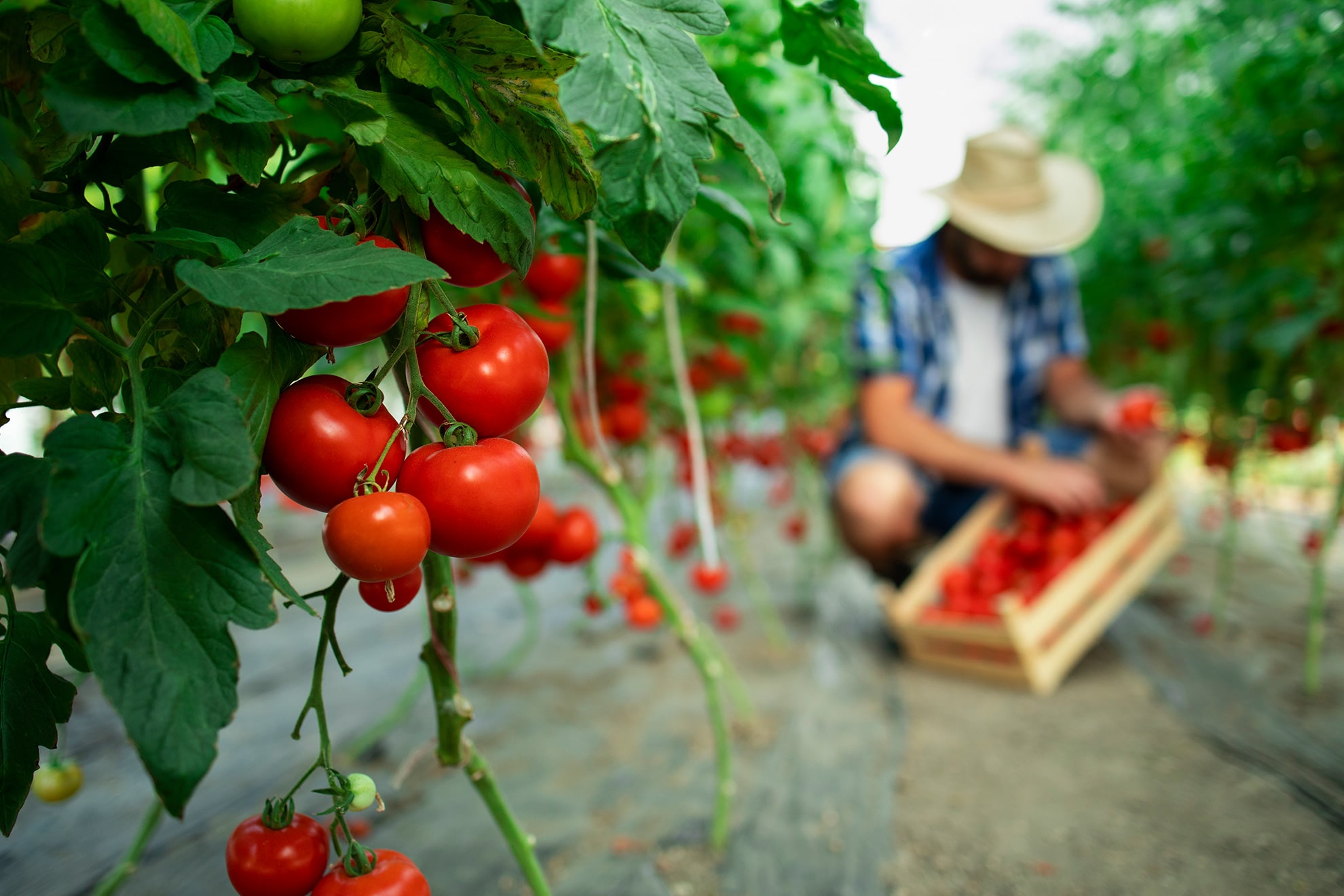 Proceso de elaboración de alimentos